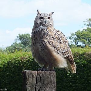Siberian Eagle Owl Pair in Flight Show