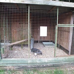 White-headed Vulture Enclosure