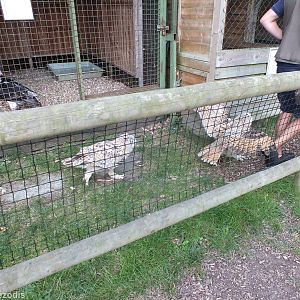 Siberian Eagle Owls Being Led Back to Enclosure