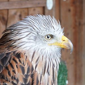 Red Kite
