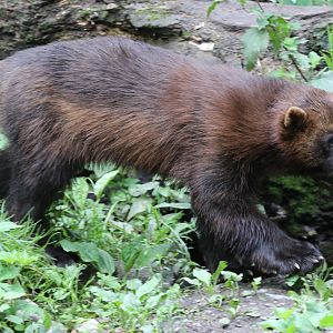 Wolverine at Skansen 30th August 2016