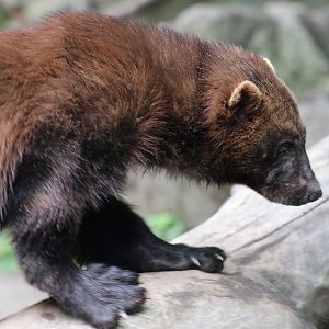 Wolverine at Skansen 30th August 2016