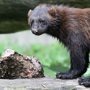 Wolverine at Skansen 30th August 2016