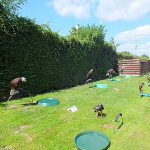 Row of Birds on Perches