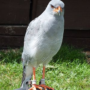 Chanting Goshawk