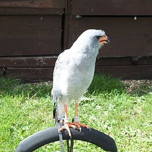 Chanting Goshawk