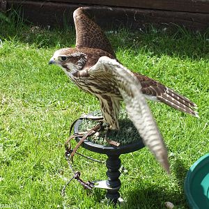 Hybrid Gyr x Peregrine Falcon