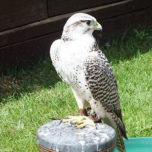 Hybrid Gry x Saker Falcon