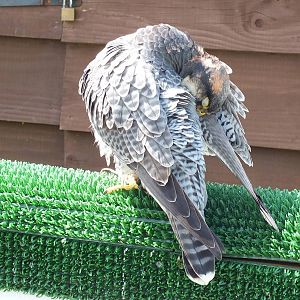 Hybrid Peregrine x Lanner Falcon