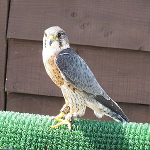 Hybrid Peregrine x Merlin