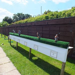 Several Hybrid Falcons