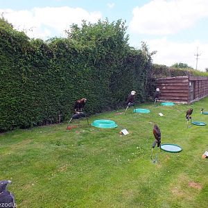 Row of Birds on Perches