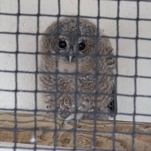 Unidentified Owl Chick (Chaco?