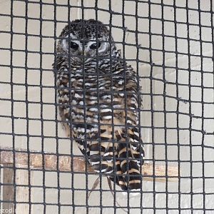 Chaco Owl