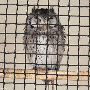 Southern White-faced Owl