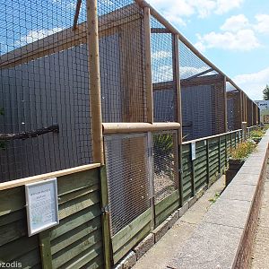 Aviaries for Large Eagle Species