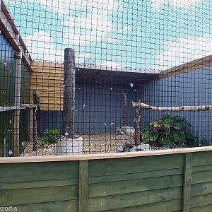 Indian Tawny Eagle Enclosure