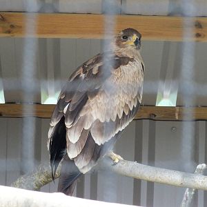 East African Tawny Eagle