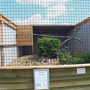 East African Tawny Eagle Enclosure