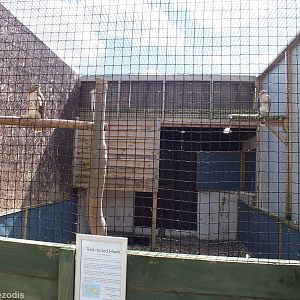Red-tailed Hawk Enclosure