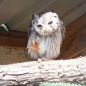Southern White-faced Owl