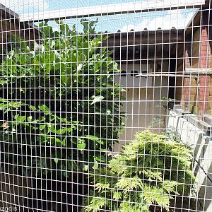 Little Owl Enclosure