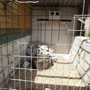 Burrowing Owl Enclosure