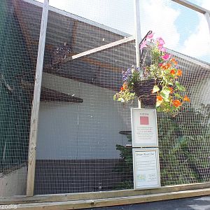 Brown Wood Owl Enclosure