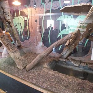 Nile Monitor Enclosure