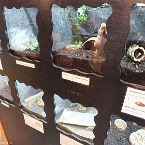 Invertebrate Enclosures