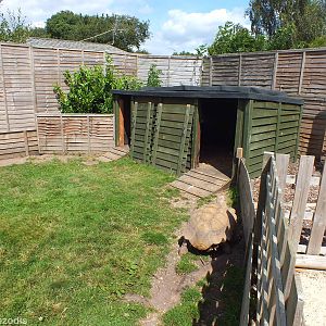 Tortoise Enclosure