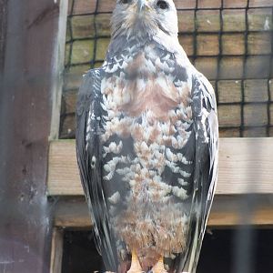 Jackal Buzzard