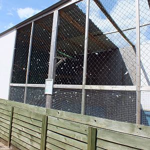 Russian Steppe Eagle Aviary
