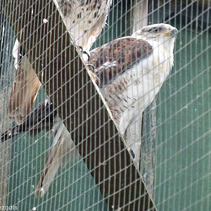 Ferruginous Hawk