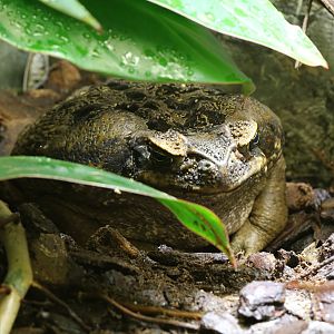 Cane Toad at Skansen-Akvariet 30th August 2016