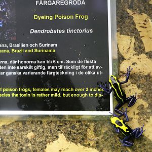 Dyeing Poison Frogs at Skansen-Akvariet 30th August 2016