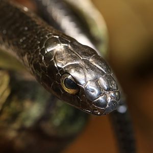 Boomslang at Skansen-Akvariet 30th August 2016