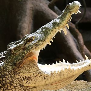 Cuban Crocodile at Skansen-Akvariet 30th August 2016