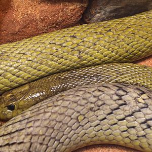 Inland Taipan at Skansen-Akvariet 30th August 2016