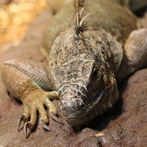 Green Iguana at Skansen-Akvariet 30th August 2016