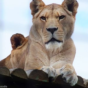Lioness