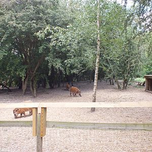 Red River Hog Enclosure