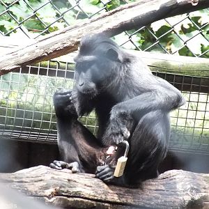 Sulawesi Crested Macaque with Padlock