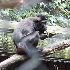 Sulawesi Crested Macaque with Padlock