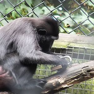 Sulawesi Crested Macaque with Padlock
