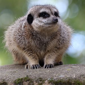 Slender tailed Meerkat at Skansen-Akvariet 30th August 2016