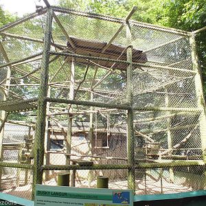 Dusky Langur Enclosure