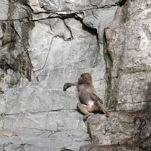 Hamadryas Baboon at Skansen-Akvariet 30th August 2016