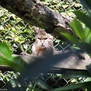 African Wild Cat