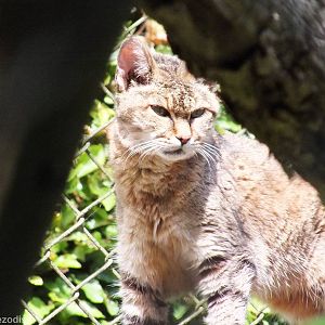 African Wild Cat